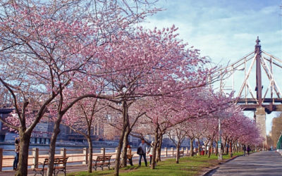 深度探秘 | 罗斯福岛:疯人院、监狱、天花医院?纽约东河上这座“幽灵小岛”的凤凰涅槃