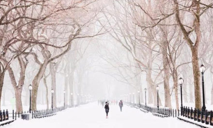 《纽约人冬季行为实录》