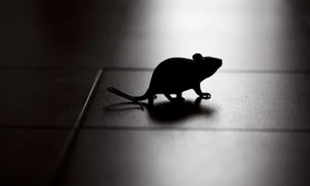 纽约市为治理老鼠出“奇招”：每晚提前将垃圾清走，饿死凌晨觅食的老鼠们……