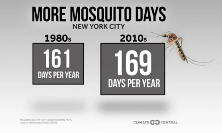 蚊子也爱大城市？ 纽约将成美国蚊子重灾区！