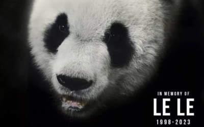 即将回国的旅美大熊猫乐乐终究还是没等到回家的那一天，死因仍在调查中……