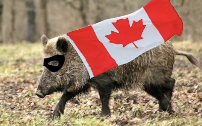 什么？！加拿大“超级猪”入侵美国…