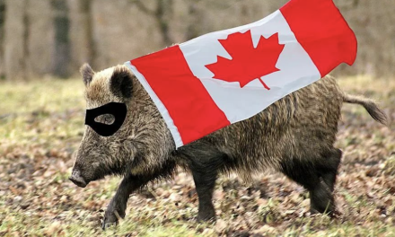 什么？！加拿大“超级猪”入侵美国…