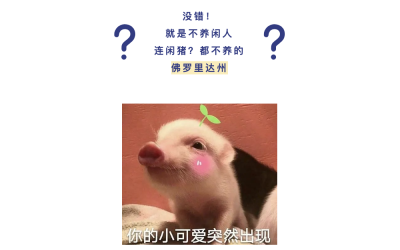 美国362斤宠物猪强制减肥被带走，主人彻底崩溃…