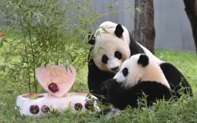 留美23年：中国熊猫质子们终于要回国了！..