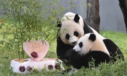 留美23年：中国熊猫质子们终于要回国了！..