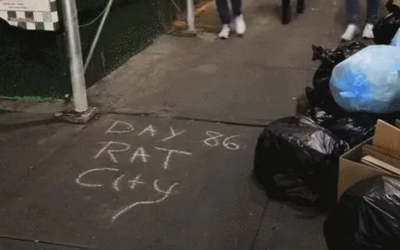 纽约新晋网红大老鼠，吸粉无数！“私生饭”甚至还有独家观鼠路线！
