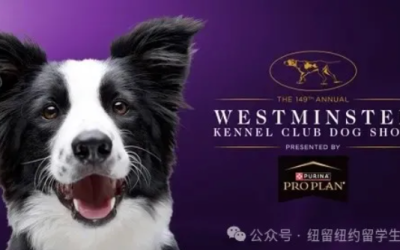 “汪”事如意！2025 Westminster 狗展纽约观战指南￼￼￼￼